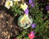 Monet Garden