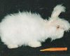 Silky The Angora Bunny
