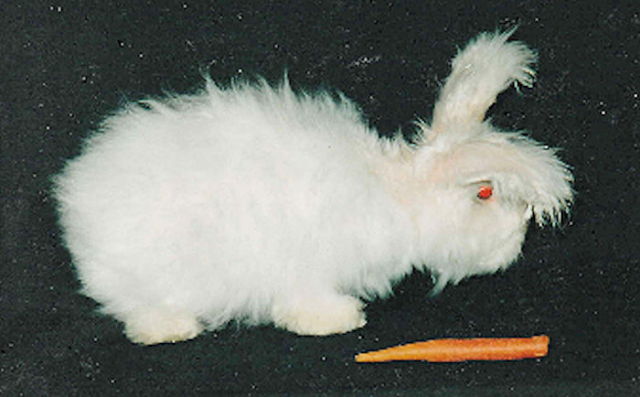 Silky The Angora Bunny